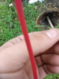 Psathyrella corrugis image