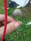 Psathyrella corrugis image
