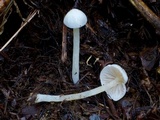 Alboleptonia adnatifolia image