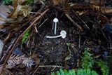 Alboleptonia adnatifolia image