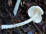 Alboleptonia adnatifolia image