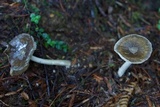 Amanita sect. Vaginatae image