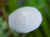 Alboleptonia adnatifolia image