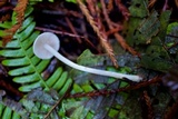 Alboleptonia adnatifolia image