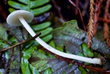 Alboleptonia adnatifolia image