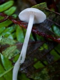 Alboleptonia adnatifolia image