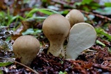 Lycoperdon umbrinum image