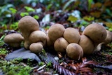 Lycoperdon umbrinum image
