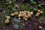 Lycoperdon umbrinum image