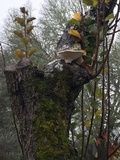 Pleurotus dryinus image