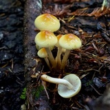 Hypholoma capnoides image