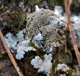 Myelochroa aurulenta image