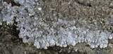 Myelochroa aurulenta image