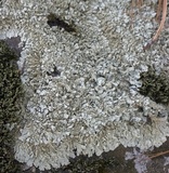 Myelochroa aurulenta image