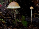 Hypholoma dispersum image