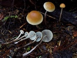 Hypholoma dispersum image