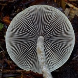 Hypholoma dispersum image