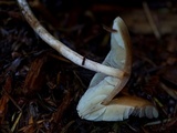 Hypholoma dispersum image