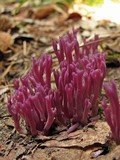 Clavaria zollingeri image