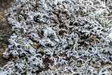 Physcia thomsoniana image
