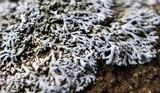 Physcia thomsoniana image
