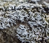 Physcia thomsoniana image