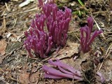 Clavaria zollingeri image