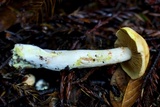 Cortinarius rubicundulus image