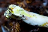 Cortinarius rubicundulus image