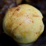 Cortinarius rubicundulus image
