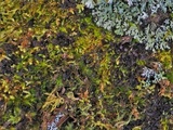 Image of Leptogium dactylinum