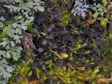 Leptogium dactylinum image