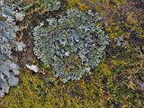 Leptogium dactylinum image