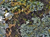 Leptogium dactylinum image