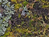 Leptogium dactylinum image