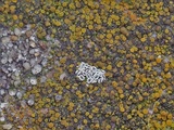 Image of Myriolecis crenulata