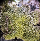 Lasallia papulosa image