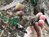 Gymnopilus luteofolius image