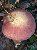 Gymnopilus luteofolius image