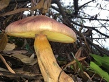 Gymnopilus luteofolius image