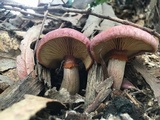 Gymnopilus luteofolius image