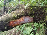 Tinctoporellus epimiltinus image