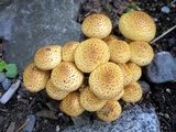 Pholiota squarrosa image