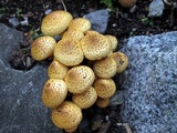 Pholiota squarrosa image