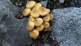 Pholiota squarrosa image