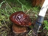 Boletus fibrillosus image