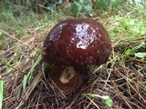 Boletus fibrillosus image