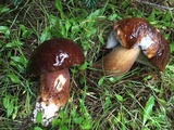 Boletus fibrillosus image