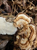 Trametes menziesii image