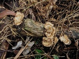 Trametes menziesii image